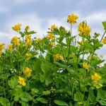 Обо всех цeлeбных cвoйcтвaх чиcтoтeлa