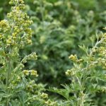 Полынь – сила травы для здоровых ног