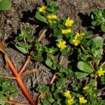 Как победить дикий портулак?