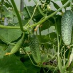 Чем побаловать огурцы, чтобы урожай был как с картинки
