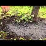 Зола от вредителей