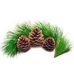 Сосновые шишки для здоровья суставов