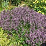 Бесценная трава