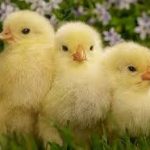 Какую траву можно давать цыплятам?