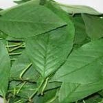 Полезные свойства вишневых листьев