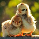 Какую траву можно давать цыплятам?