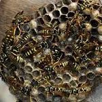 Народные методы против ос