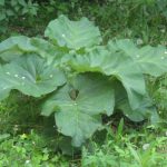 Настойка из лопуха – эффективное средство от болей в суставах