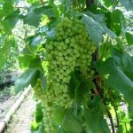 Июль в винограднике