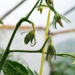 Почему осыпается завязь на томатах?