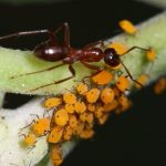 Муравьи и тля: война до победного конца