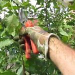 Как обрезать плодовые деревья летом: 5 простых и эффективных приемов