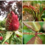 Как спасти розы от тли?