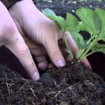 Что положить в лунку при посадке клубники осенью. Секретный способ