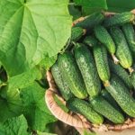 Рецепт лечения суставов, который возможен только в конце лета и в начале осени