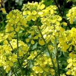 Что посеять после сбора картофеля в сентябре?