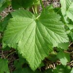 Кому помогут листья смородины?