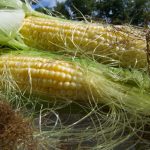 Лечебные свойства кукурузных рылец