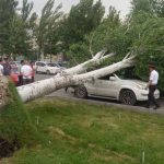 Машин море – дереву упасть некуда