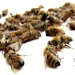 Кто защитит нас и наших пчел?