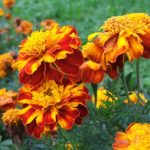 На вес золота: бархатцы способны помочь в решении многих проблем со здоровьем