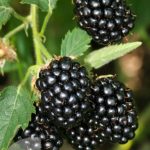 Секреты бесшипной ежевики