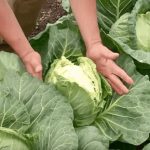 Почему трескается капуста на грядках