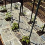 Как газета поможет на грядках