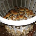 Какие грибы выращивают в домашних условиях