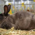 Всё о кроликах