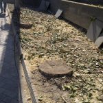 В центре Бишкека по-прежнему вырубают деревья