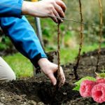 Как подготовить место для посадки малины осенью