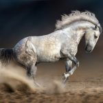 Разведение лошадей в домашнем хозяйстве