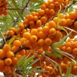 Семь бед – оранжевый ответ: ученые узнали об уникальных свойствах облепихи
