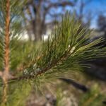 100 деревьев вместо камней