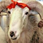 Казыят города Бишкек 31 июля проведет обряд жертвоприношения