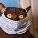 В Великобритании выявлен первый случай заражения коронавирусом домашнего кота