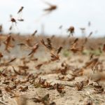 ФАО и Япония выделяют $ 7,25 млн для борьбы с нашествием саранчи в ЦА