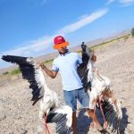 Задержали парня, застрелившего белых аистов, занесенных в Красную книгу