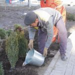 Сквер в Джале украсят гибискус и юкка