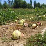 Как пандемия отразилась на сельскохозяйственной отрасли