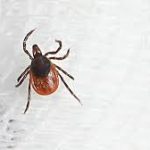 В Китае отмечены случаи заражения очередным опасным вирусом, от которого нет вакцины