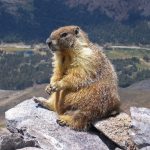 Открыт сезон охоты на сурка