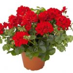 Стоит ли выращивать герань дома и какими полезными свойствами обладает этот цветок?