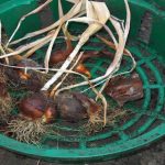 Нужно ли выкапывать тюльпаны? И если да, то когда именно?