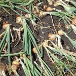 Когда выкапывать лук? Есть два самых верных ориентира