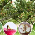 Осенняя обработка яблонь от плодожорки