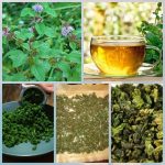 Как правильно заготовить мяту и мелиссу на зиму