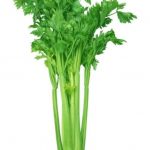 Посадка и выращивание сельдерея