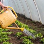 Избавит огород от болезней бальзам на основе 4-х растений